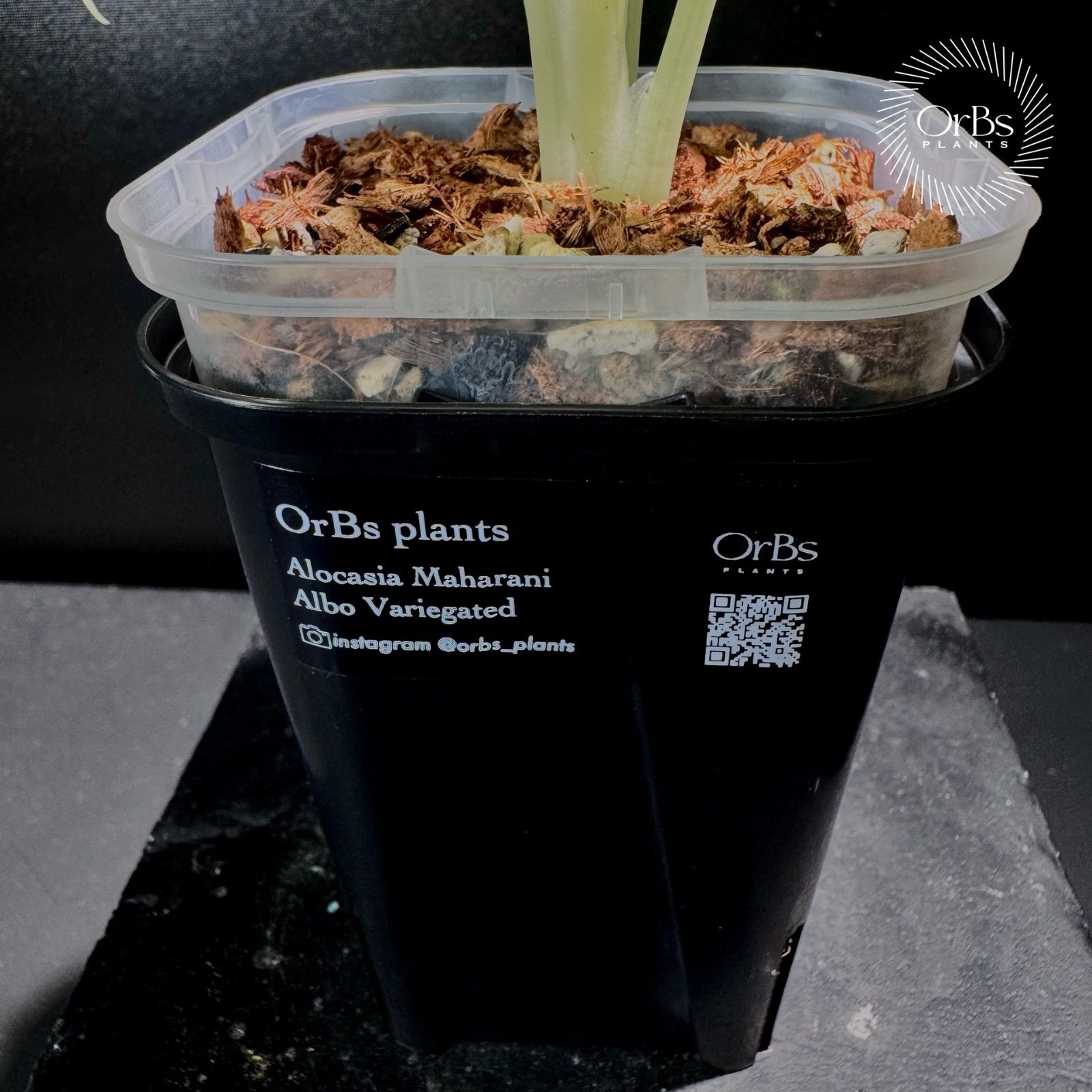 【特価出品】アロカシア マハラニ アルボ斑入り ヴァリエガータ ※鉢のまま発送 アロカシア マハラニ アルボ斑入り バリエガータ ※鉢のまま発送 - メルカリ