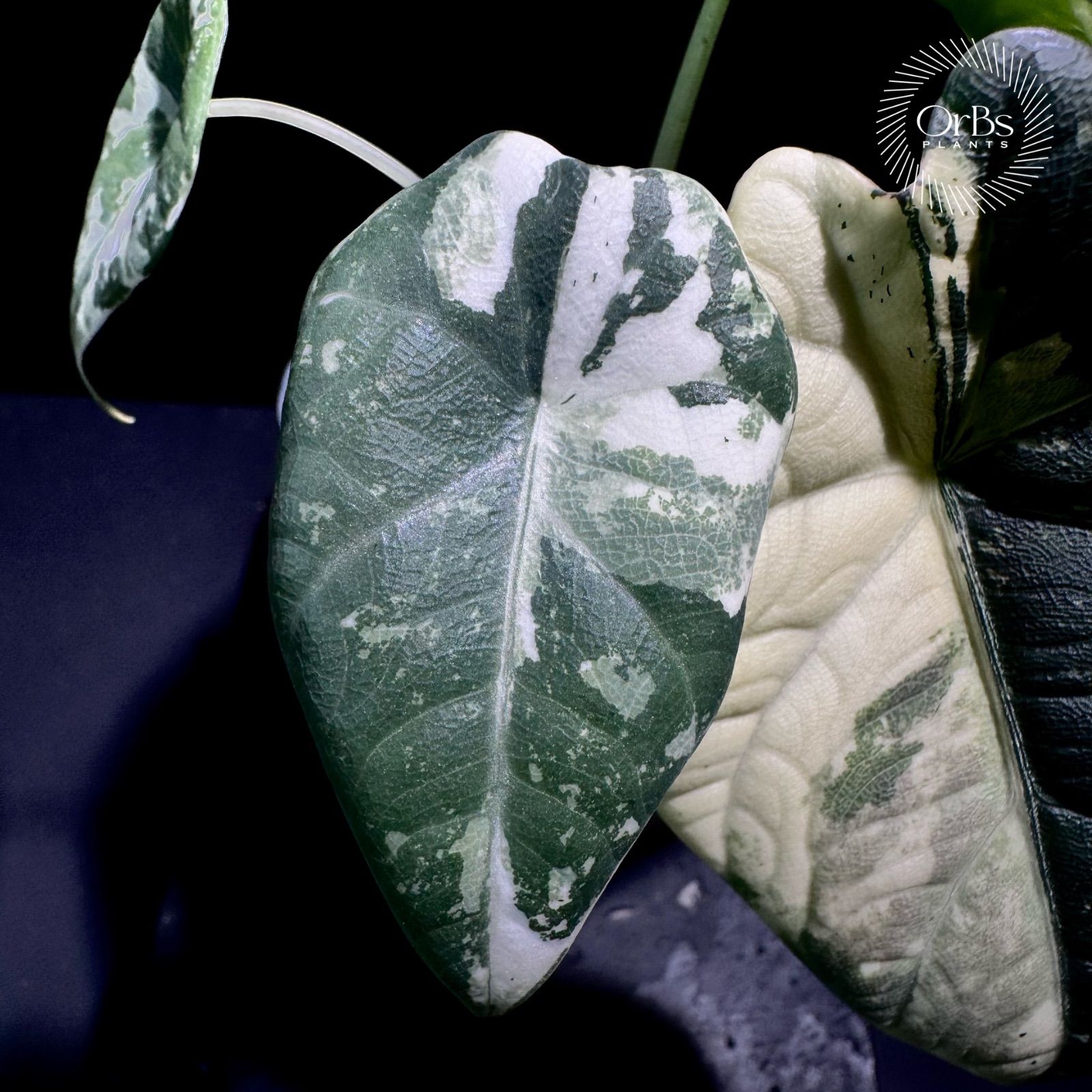 アロカシア マハラニ アルボ斑入り バリエガータ ※鉢のまま発送 - メルカリ