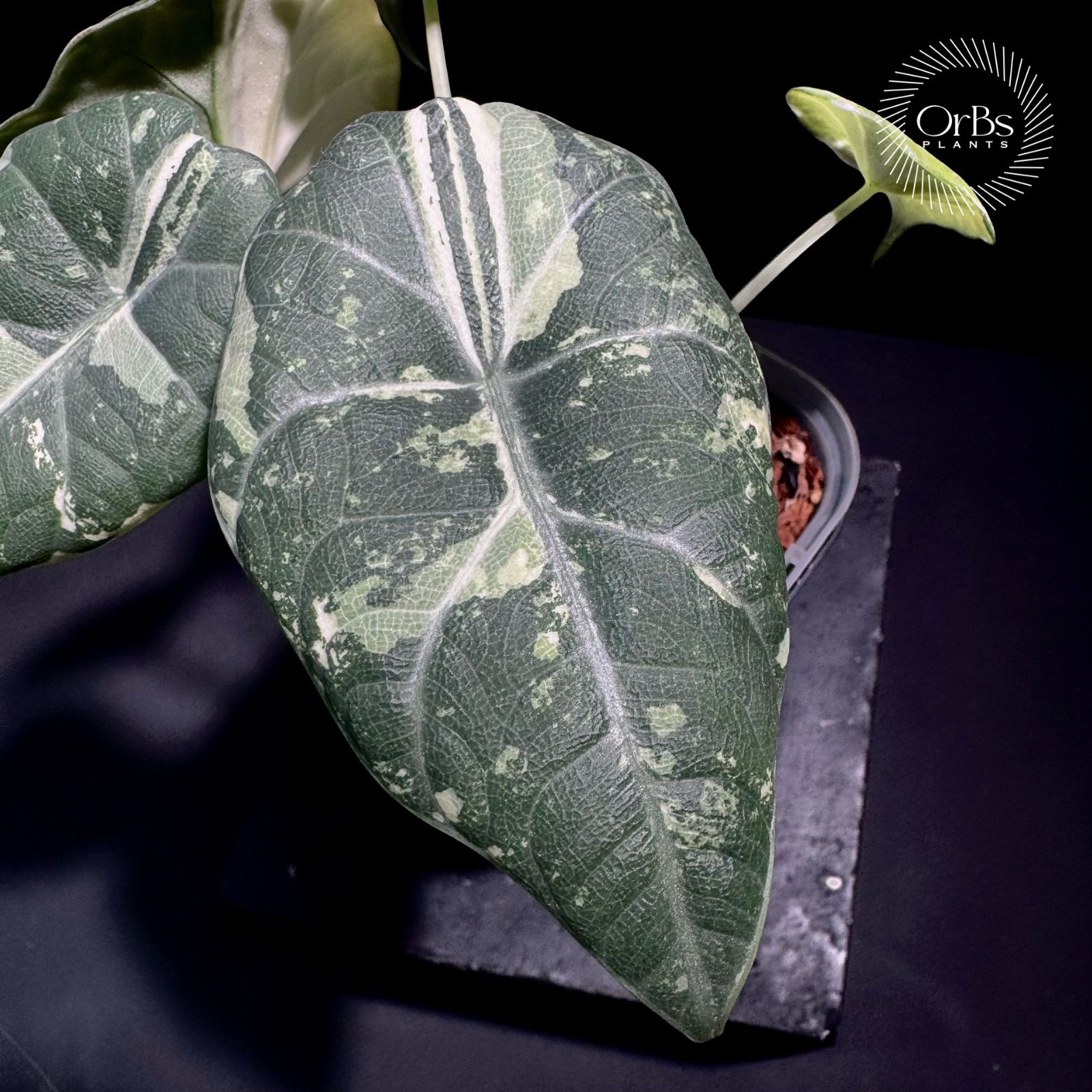 アロカシア マハラニ アルボ斑入り バリエガータ ※鉢のまま発送 - メルカリ