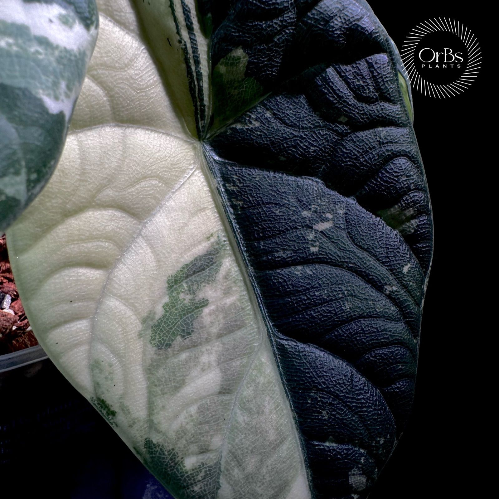 特価出品】アロカシア マハラニ アルボ斑入り ヴァリエガータ ※鉢の