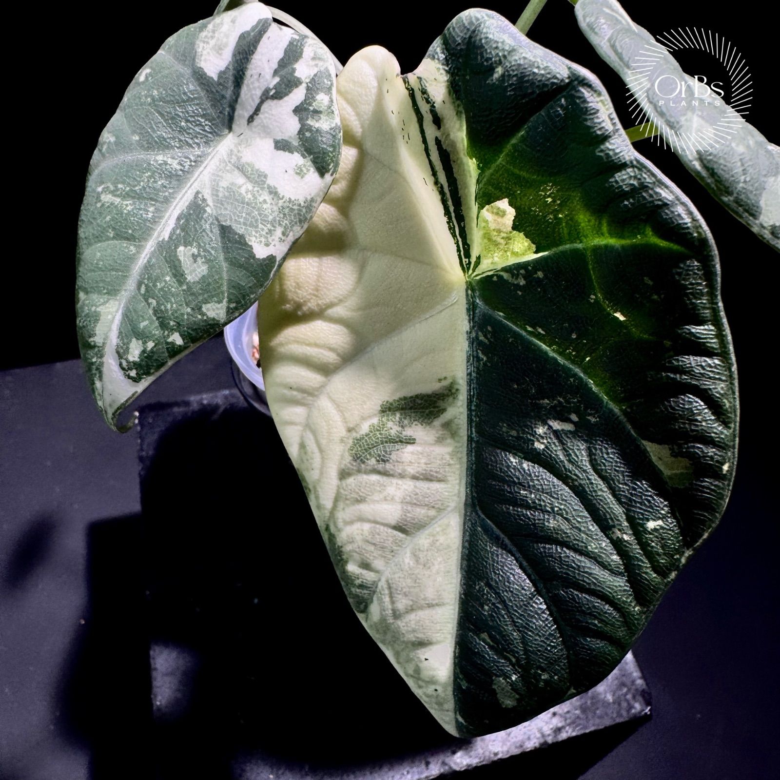 【特価出品】アロカシア マハラニ アルボ斑入り ヴァリエガータ ※鉢のまま発送 アロカシア マハラニ アルボ斑入り バリエガータ ※鉢のまま発送 - メルカリ