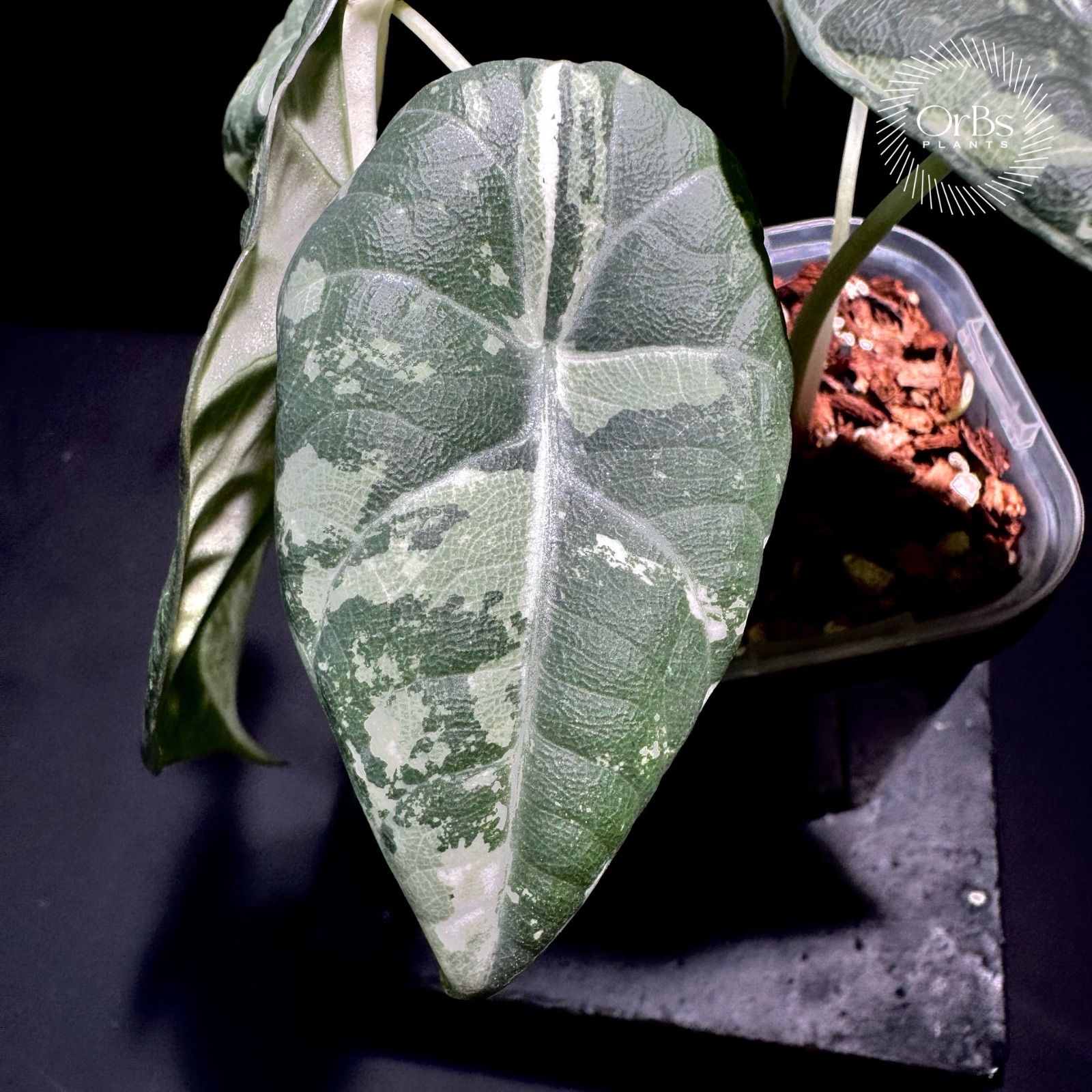 特価出品】アロカシア マハラニ アルボ斑入り ヴァリエガータ ※鉢の