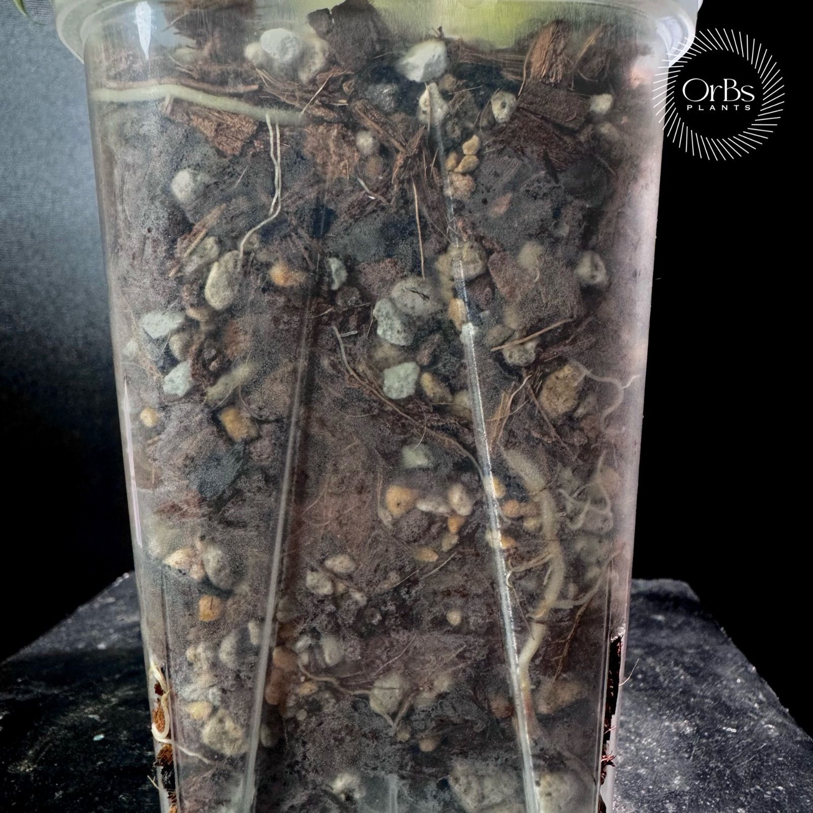 【特価出品】アロカシア マハラニ アルボ斑入り ヴァリエガータ ※鉢のまま発送 アロカシア マハラニ アルボ斑入り バリエガータ ※鉢のまま発送 - メルカリ