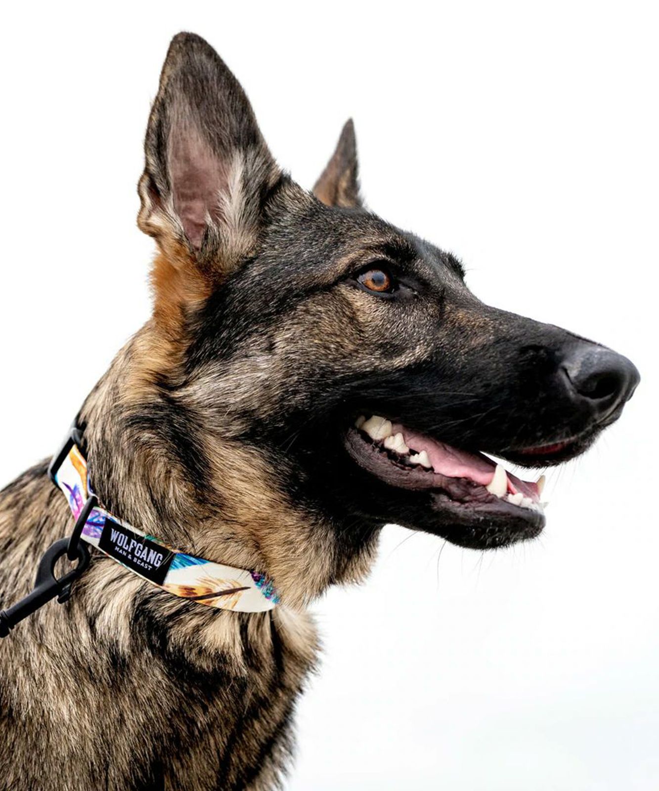 ムラスポ公式】新品 WOLFGANG/ウルフギャング 犬用 首輪 FeatheredFriend Collar Mサイズ WC-002-85