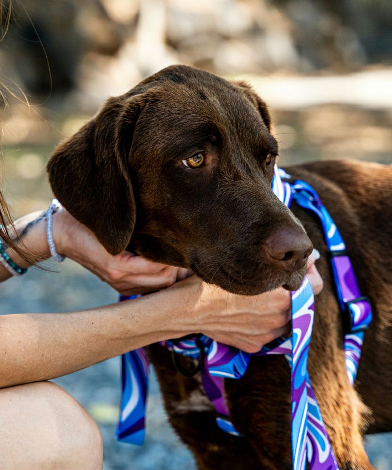 WOLFGANG ウルフギャング