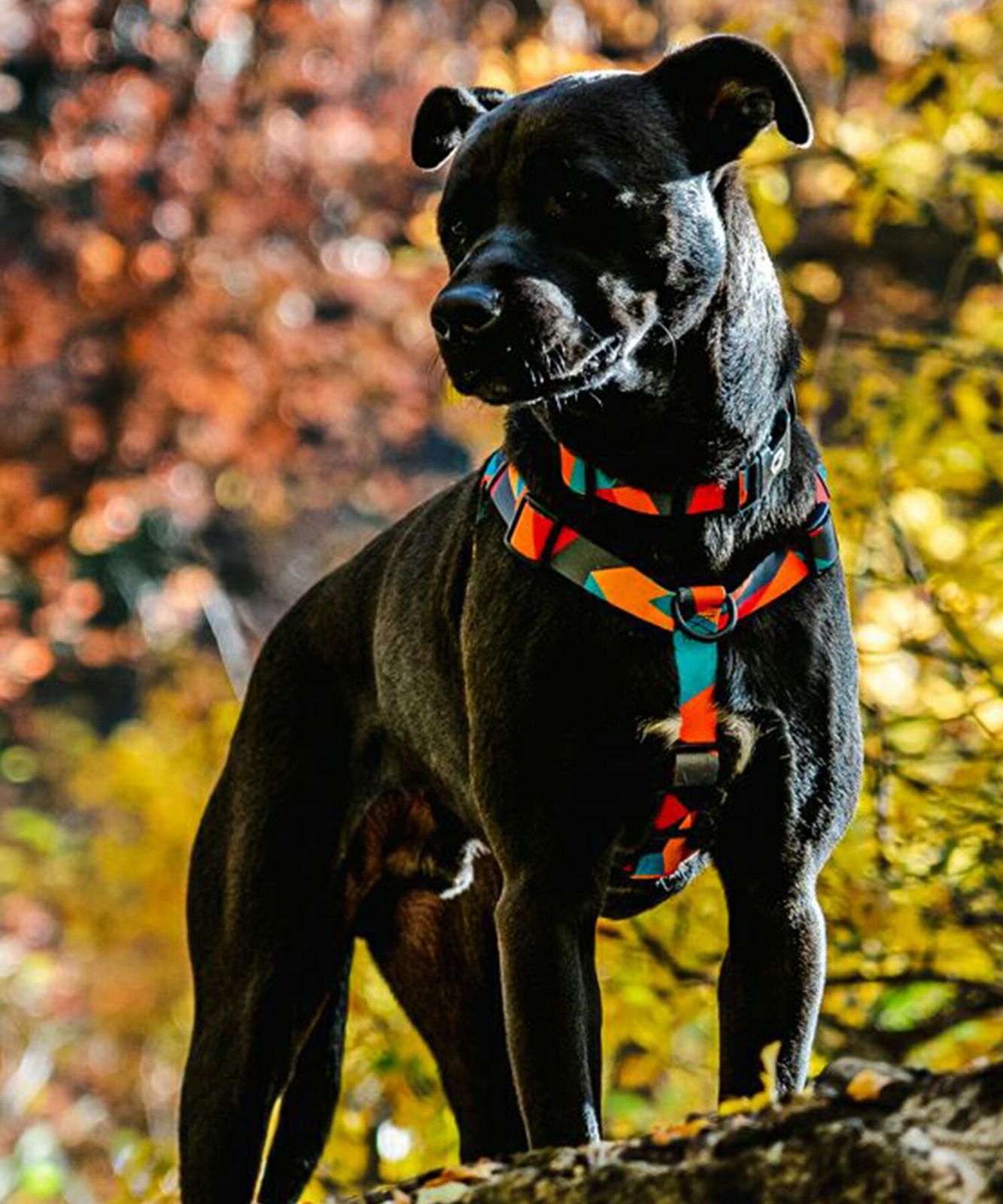 ムラスポ公式 WOLFGANG ウルフギャング 犬用 ハーネス ShatterShapes Harness Lサイズ 中型犬用 大型犬用 胴輪 シャッターシェイプス マルチ WH-003-105 SMP1DAWEKUDUS_SCH_ID