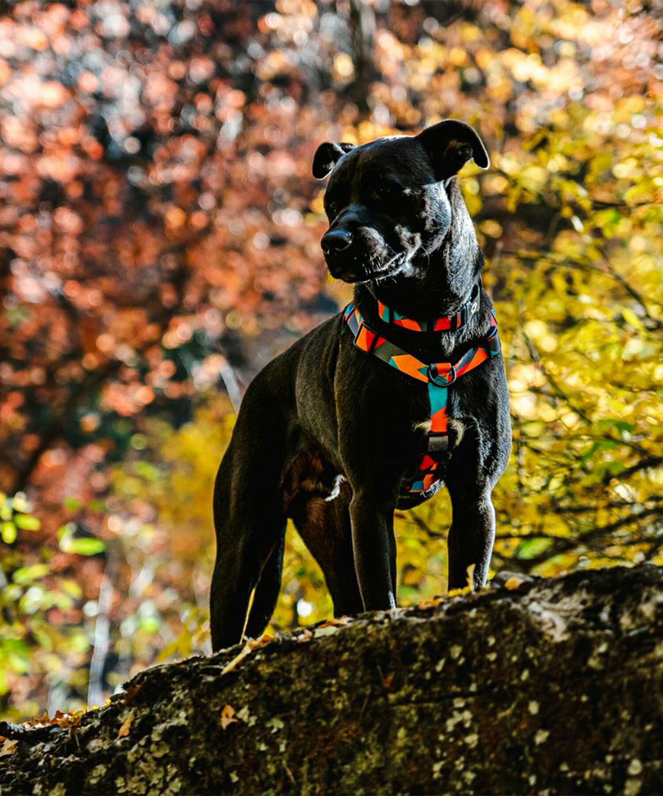ShatterShapes Harness