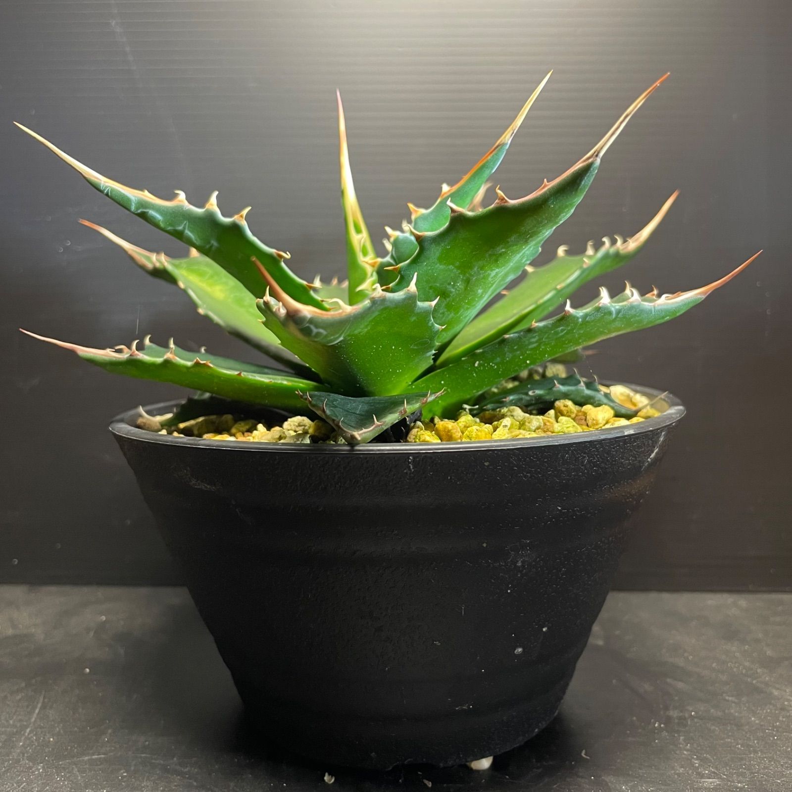 DP53 アガベモンタナ実生 Agave montana seeding ドライガーデンに