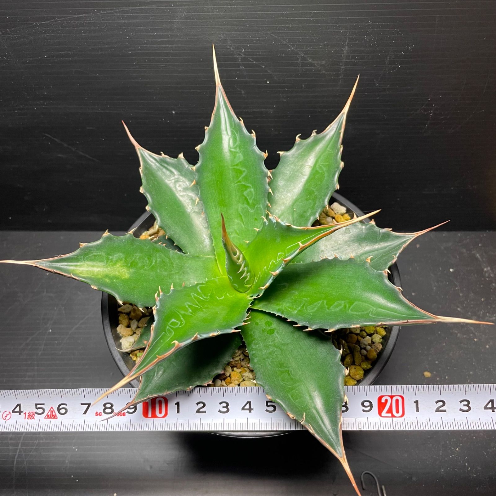 DP53 アガベモンタナ実生 Agave montana seeding ドライガーデンに