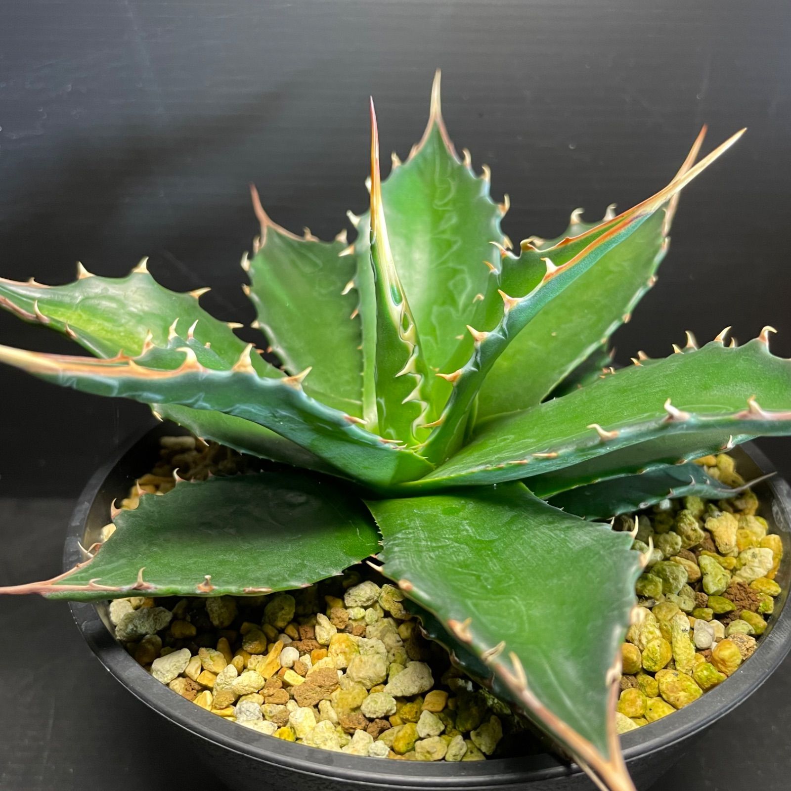 DP53 アガベモンタナ実生 Agave montana seeding ドライガーデンに