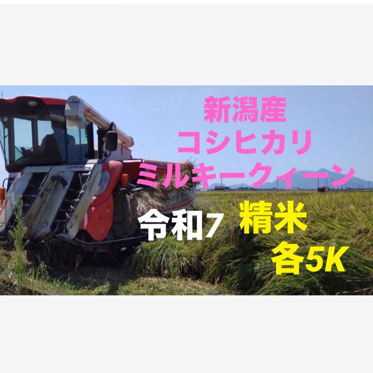 令和7年度産 新潟産 新米コシヒカリ ミルキークイーン 5K