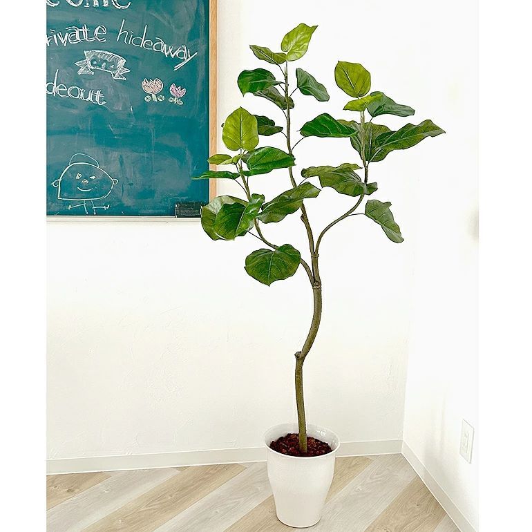 光触媒フェイクグリーン 幹をグネグネ曲げられる フィカス ウンベラータ 3枝 高さ150cm 幅70cm 奥行70cm スマートポットとヤシの繊維付 ギフト不可 鉢カバーは取り外し可 造花 人工 観葉植物 消臭