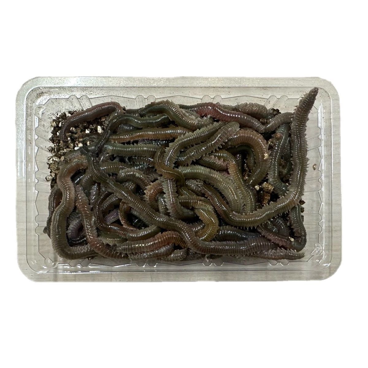 青イソメ 太 50グラムパック 投げ釣り ぶっこみ釣り 餌 - メルカリ
