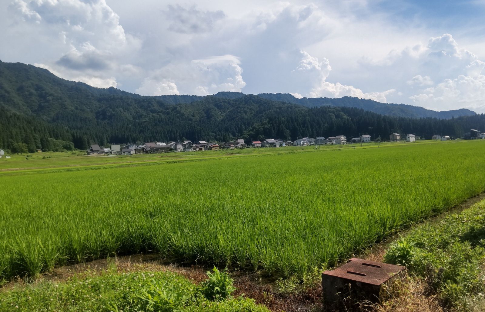 南魚沼産新之助