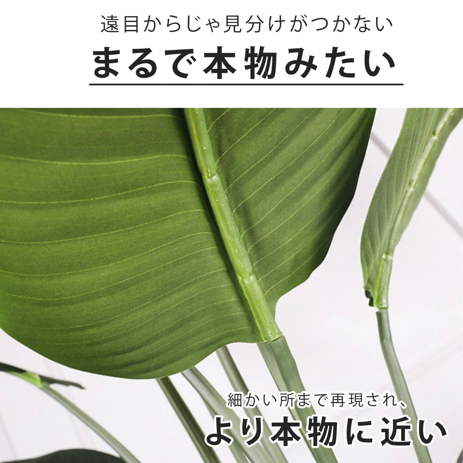 オウギバショウ