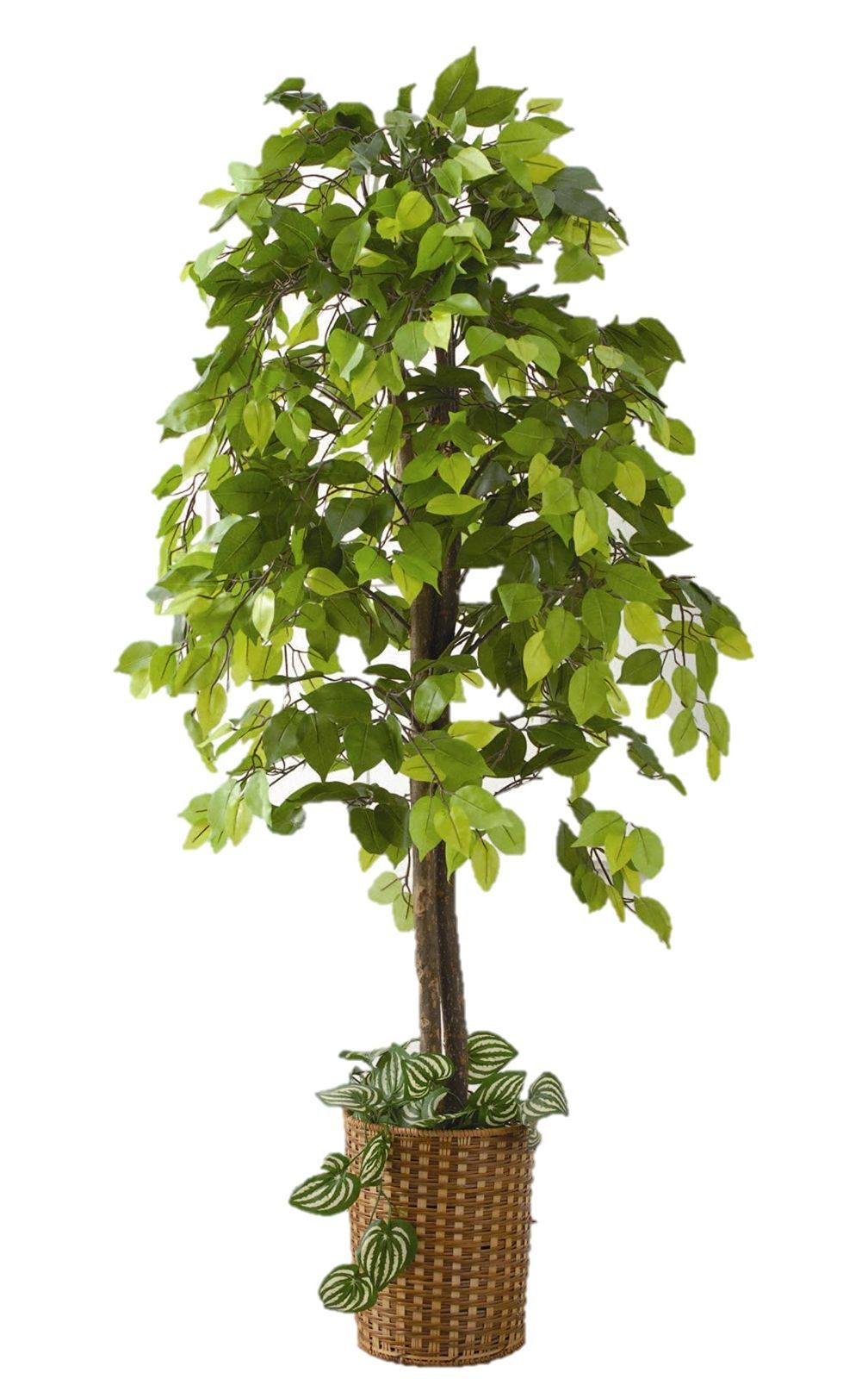 在庫セール ベンジャミン 人工観葉植物 幅70×高さ160cm ビータ Vita フェイクグリーン 大型 竹カゴ付き 鉢付き