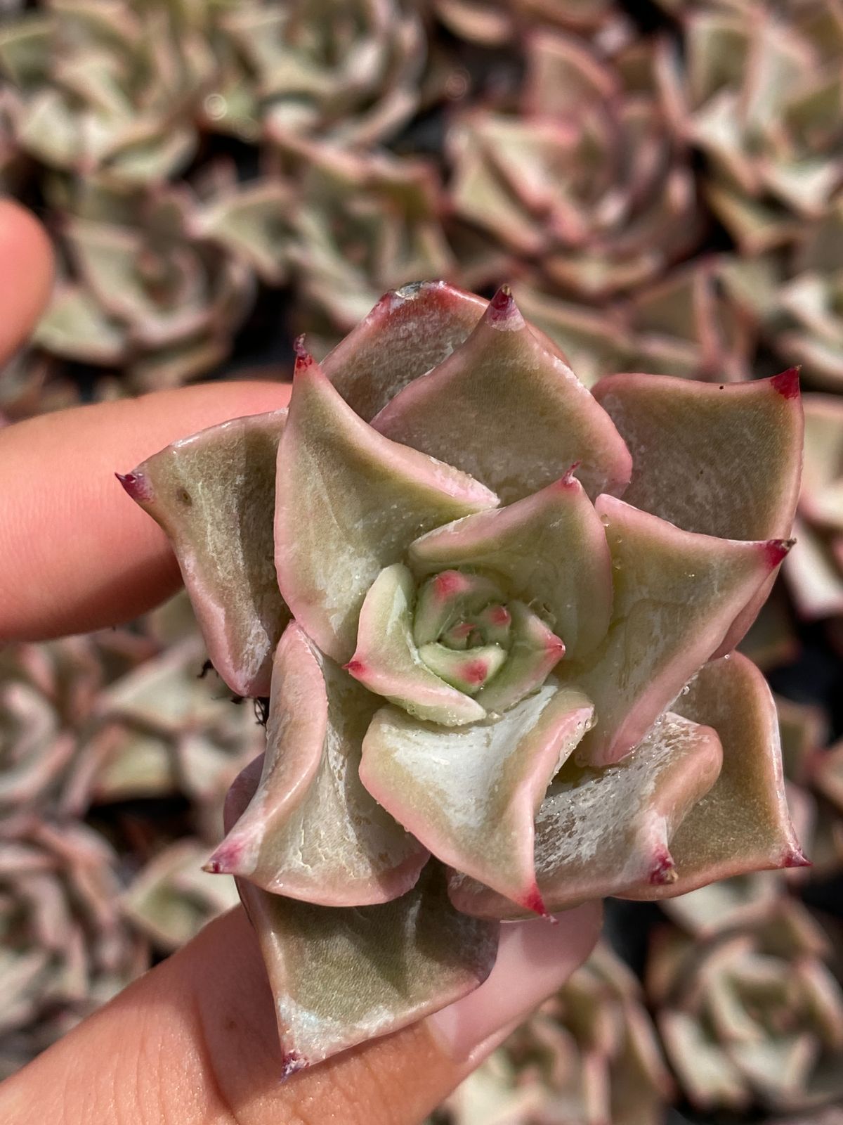 105苗×ギョウズノカワ 多肉植物 エケベリア セダム アエオニウム