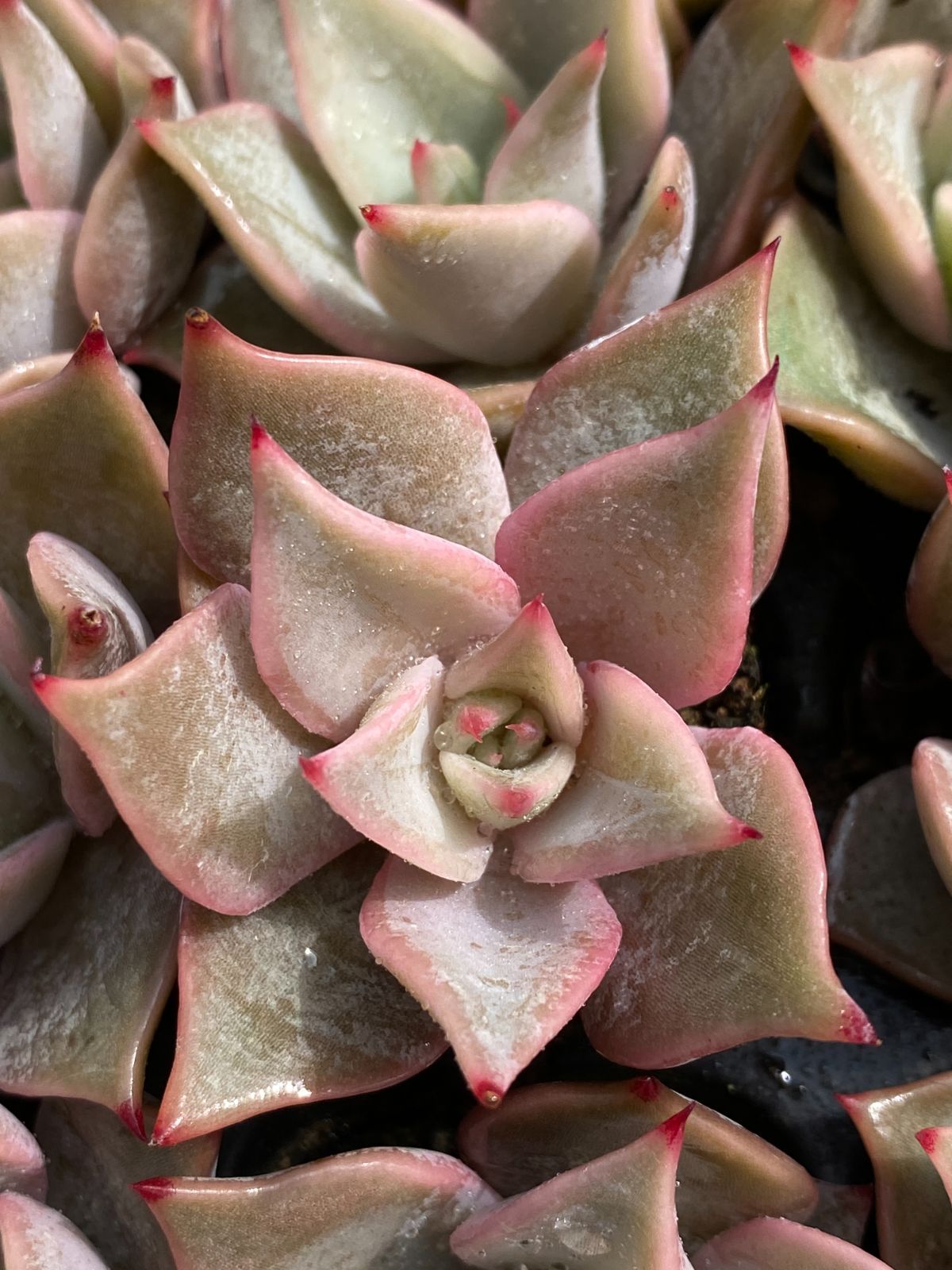 105苗×ギョウズノカワ 多肉植物 エケベリア セダム アエオニウム