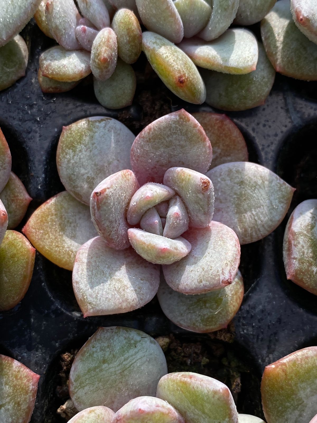 多肉植物エケベリア　ドイツシャンペン Amazon.co.jp: てっちん多肉植物エケベリア『ドイツシャンペン』191