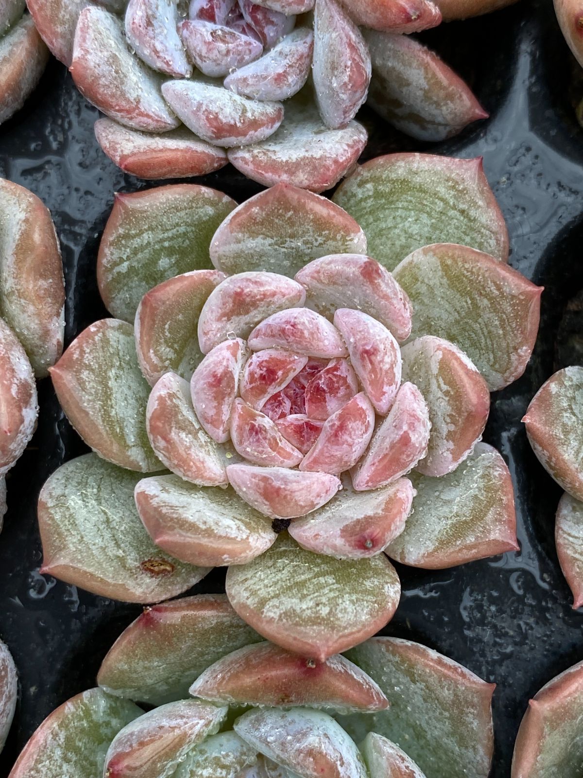 エケベリア・セダム tococo 105苗×クリスタルロックキャンディ 多肉植物 エケベリア セダム