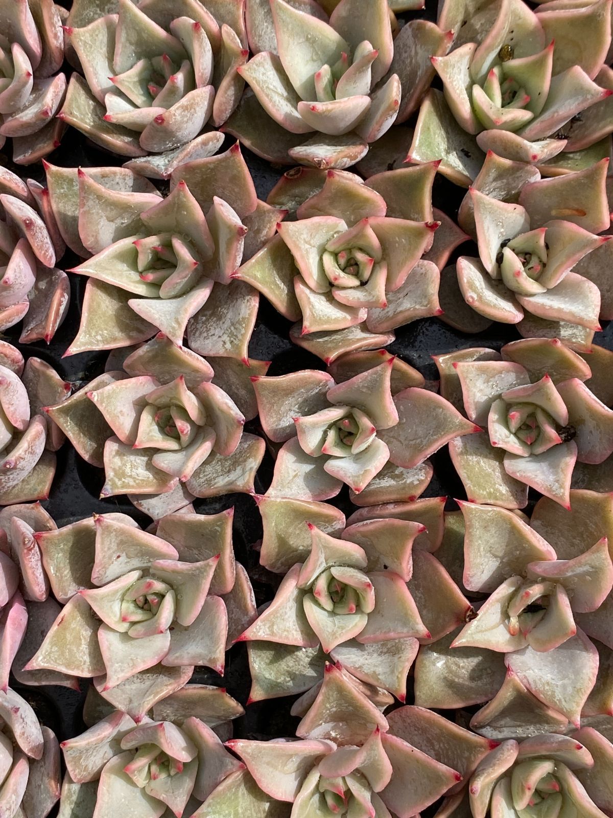 25#多肉植物アエオニウム❤️ ナガ女王 セッカ ❤️19cm拔き苗 新入りアエオニウム＆子沢山センポニウム(・∀・)人