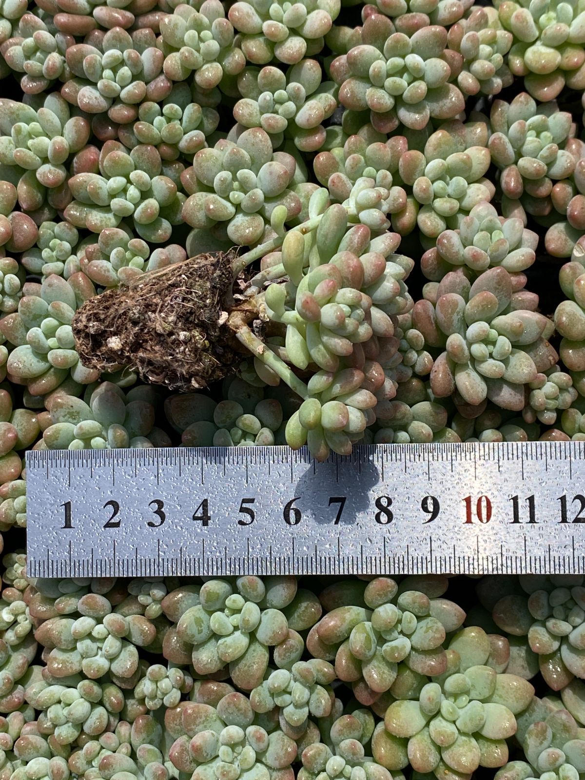 105苗×ロココ 多肉植物 エケベリア セダム アエオニウム