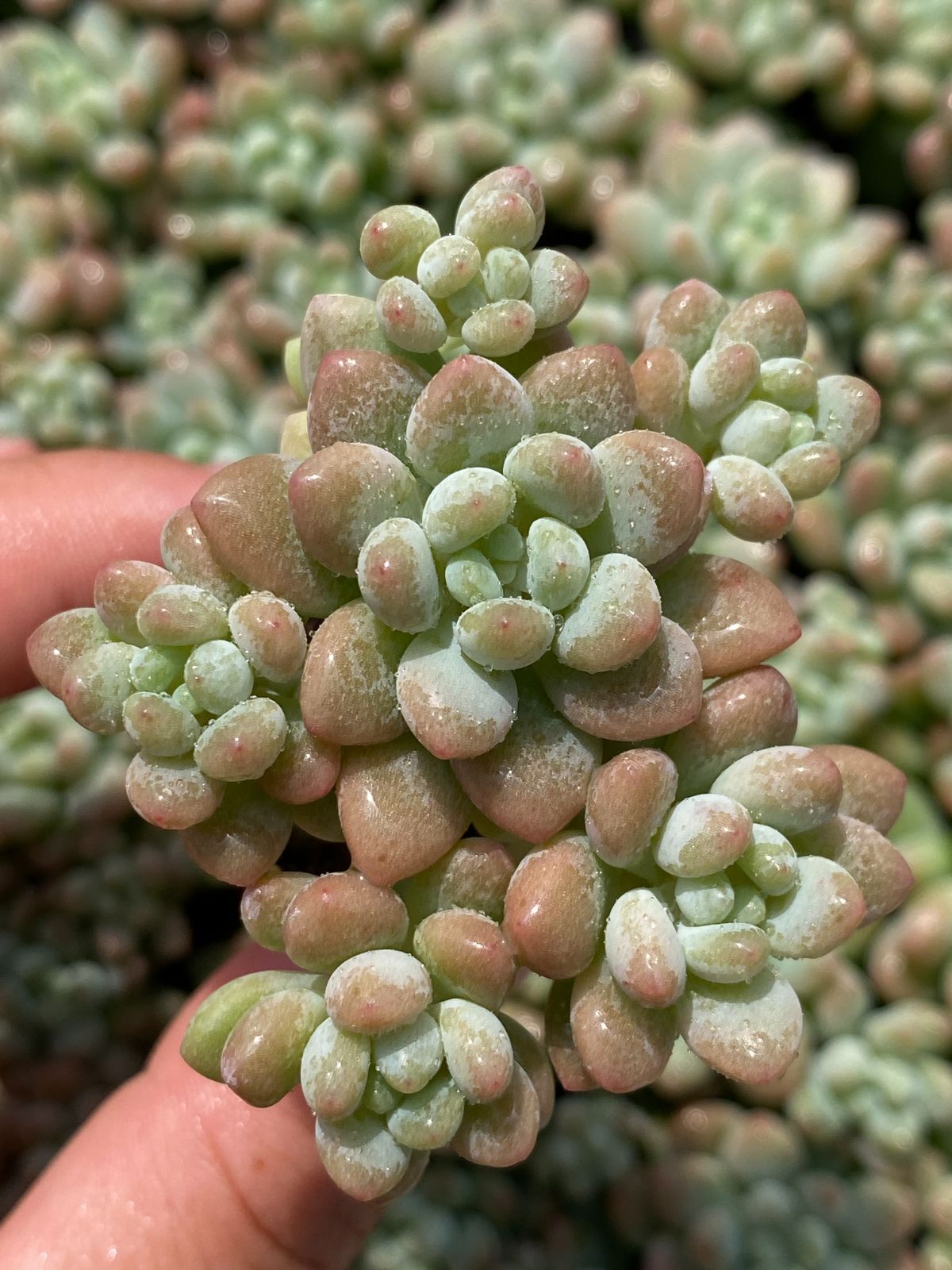 あ*お様 A767-4 ロココ 105苗 多肉植物 土根付き エケベリア 韓国苗 あ