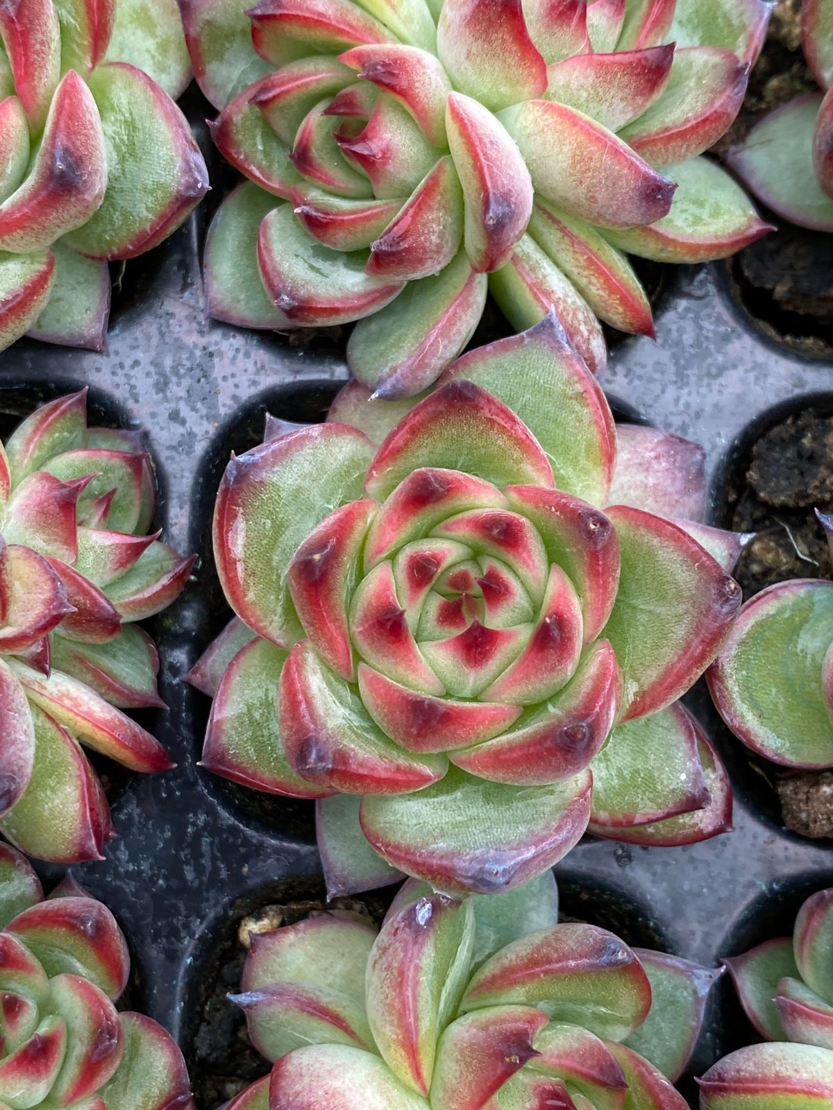 105苗×ムーンストーン 多肉植物 エケベリア セダム アエオニウム