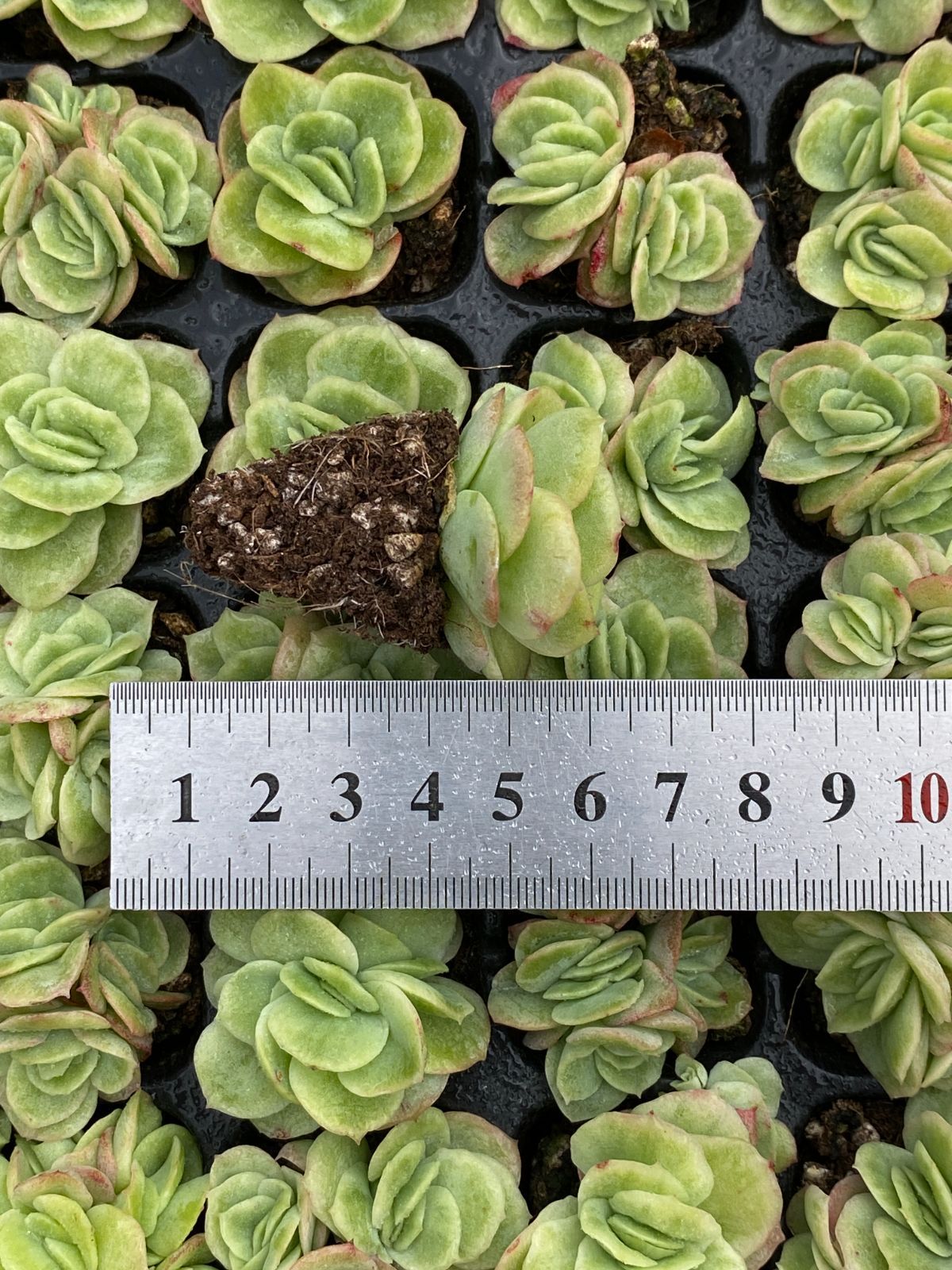 18株×アイスベリー 多肉植物 エケベリア セダム アエオニウム