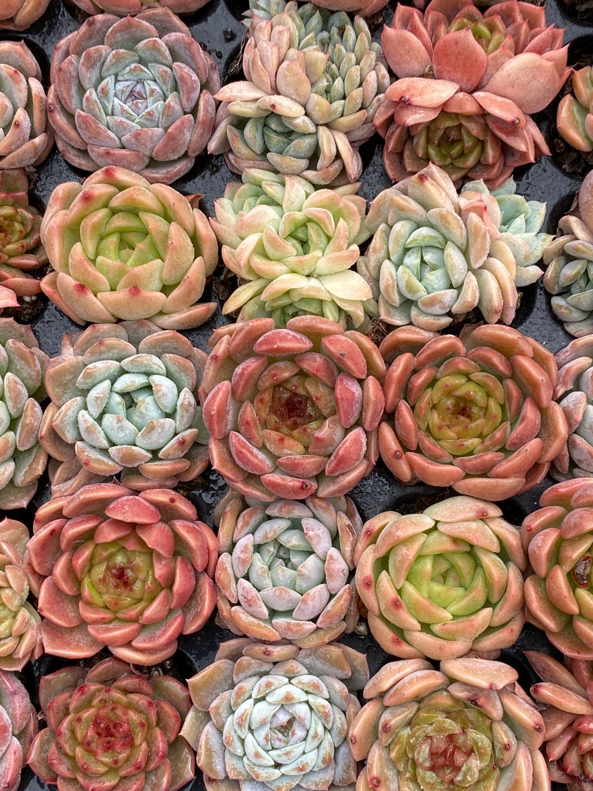 105苗×ジェニーザツ 多肉植物 エケベリア セダム アエオニウム