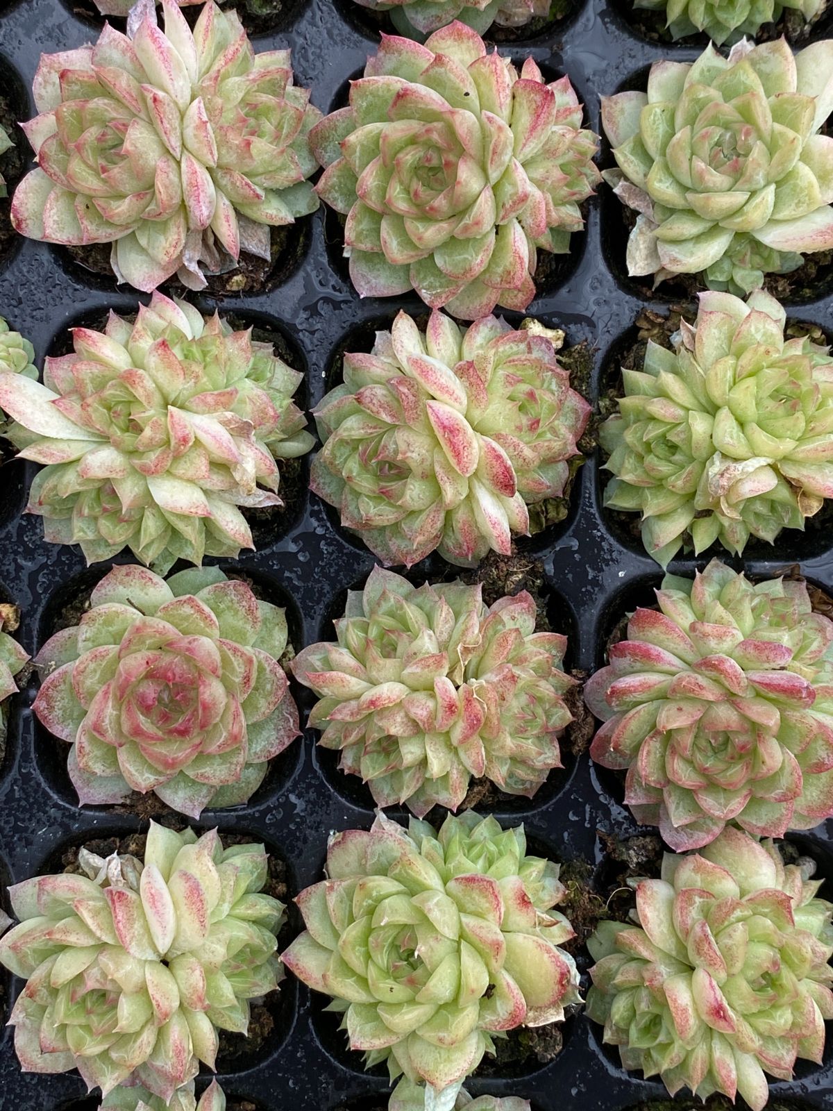 XQ109×105苗 ササクイーン 多肉植物 エケベリア カット苗 韓国苗 寄せ