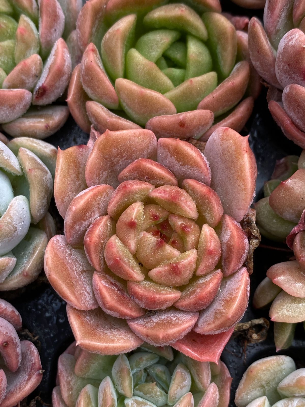 105苗×ジェニーザツ 多肉植物 エケベリア セダム アエオニウム