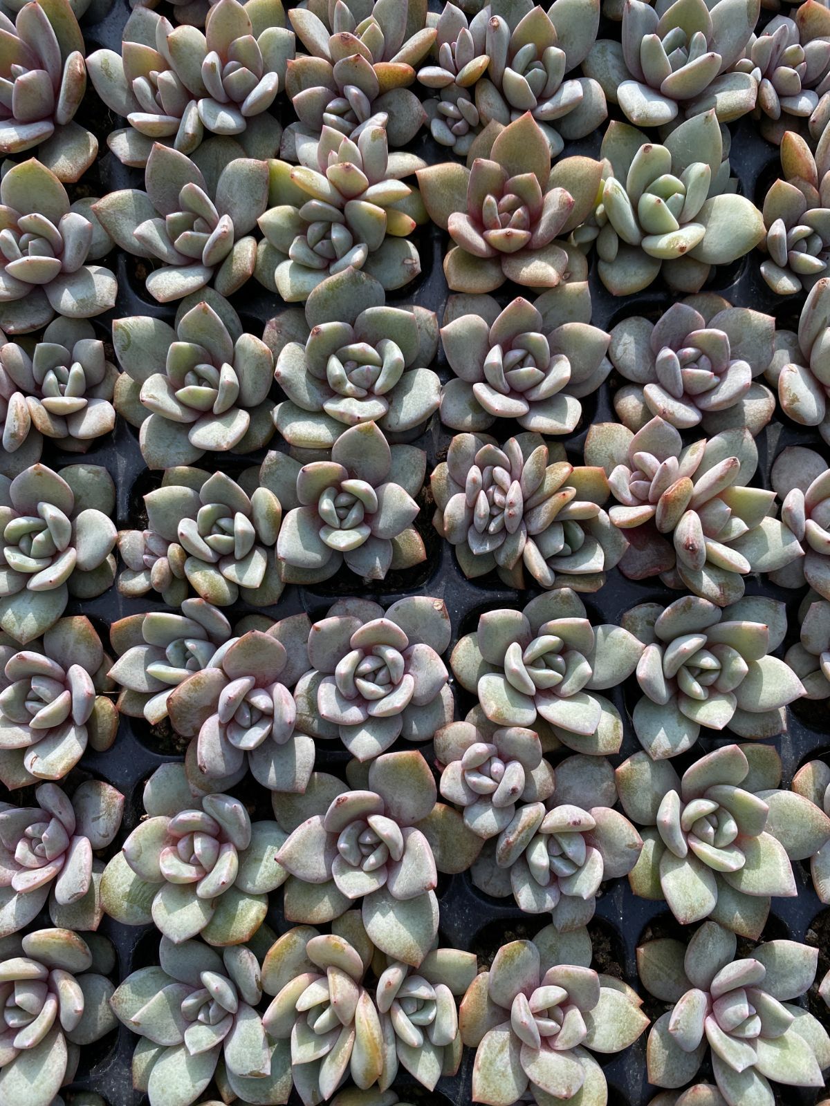 105苗×ドイツシャンペン 多肉植物 エケベリア セダム アエオニウム