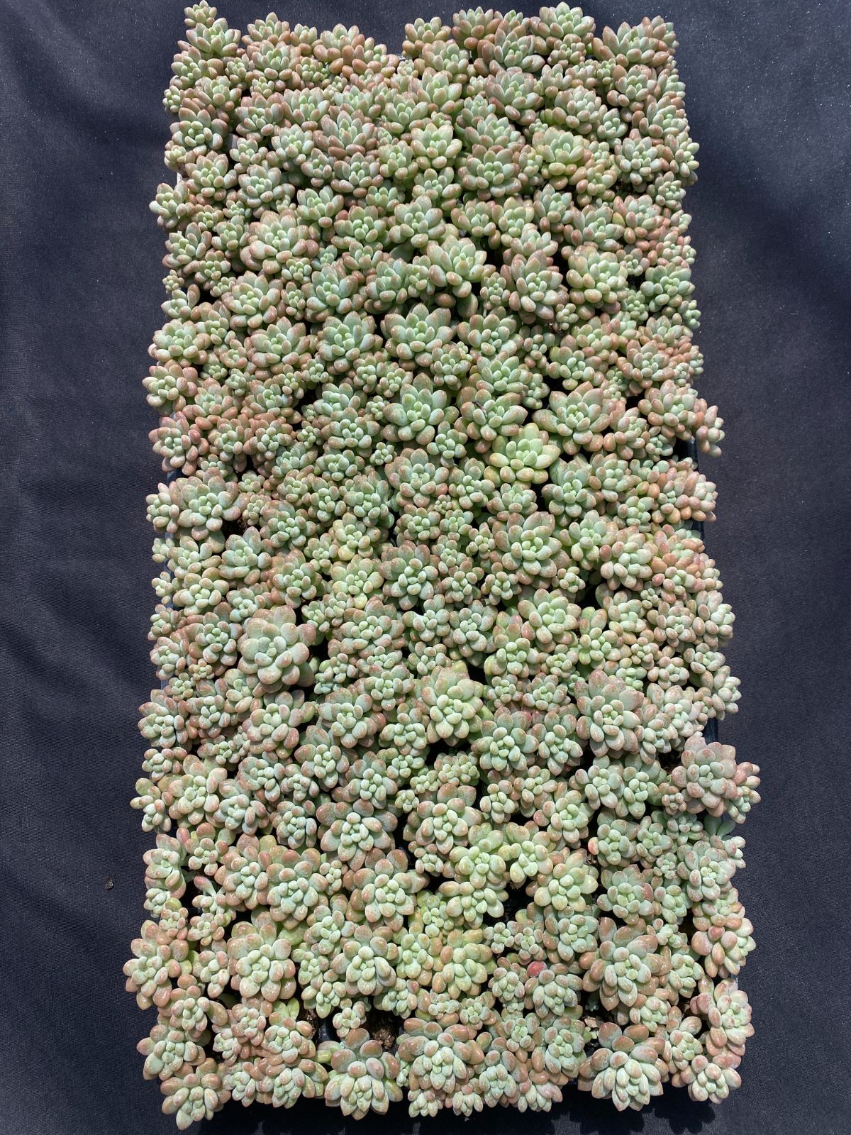 あ*お様 A767-4 ロココ 105苗 多肉植物 土根付き エケベリア 韓国苗 あ