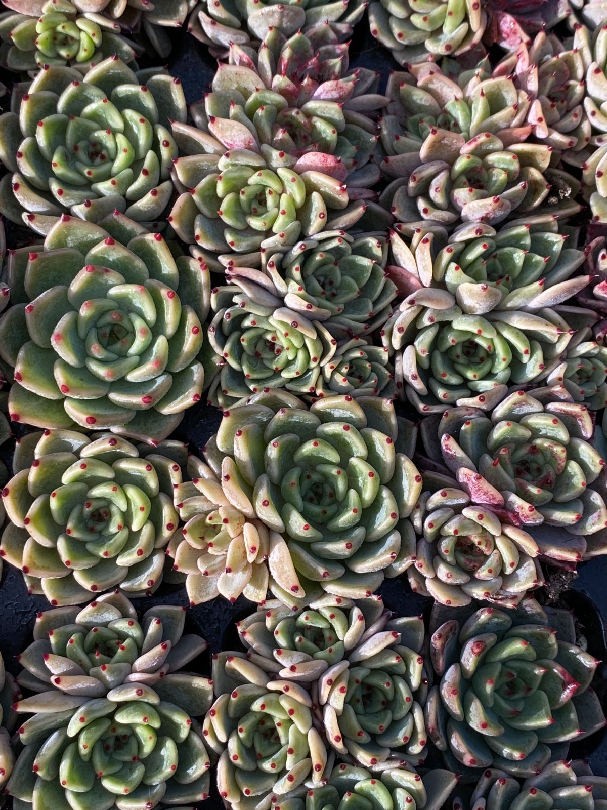 105苗×サラキザツ 多肉植物 エケベリア セダム アエオニウム