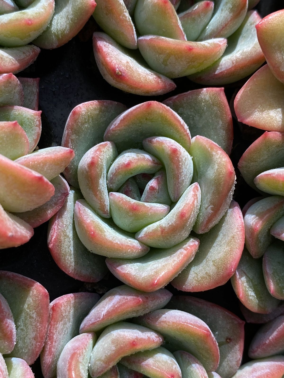 105苗×センセーション 多肉植物 エケベリア セダム アエオニウム