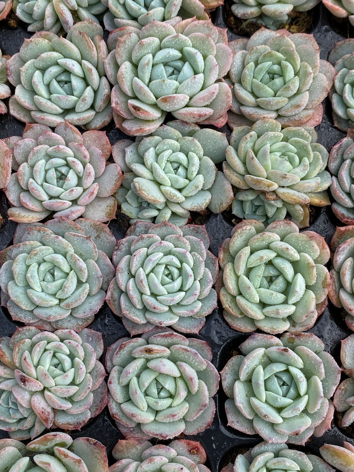 105苗×バンサ 多肉植物 エケベリア セダム アエオニウム