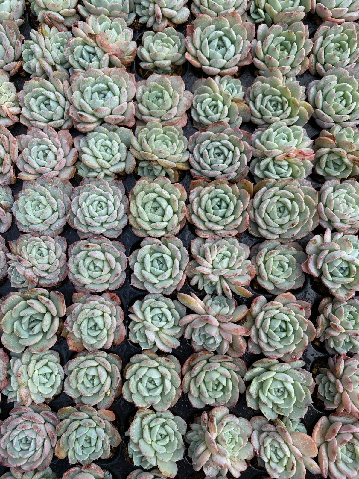 105苗×バンサ 多肉植物 エケベリア セダム アエオニウム