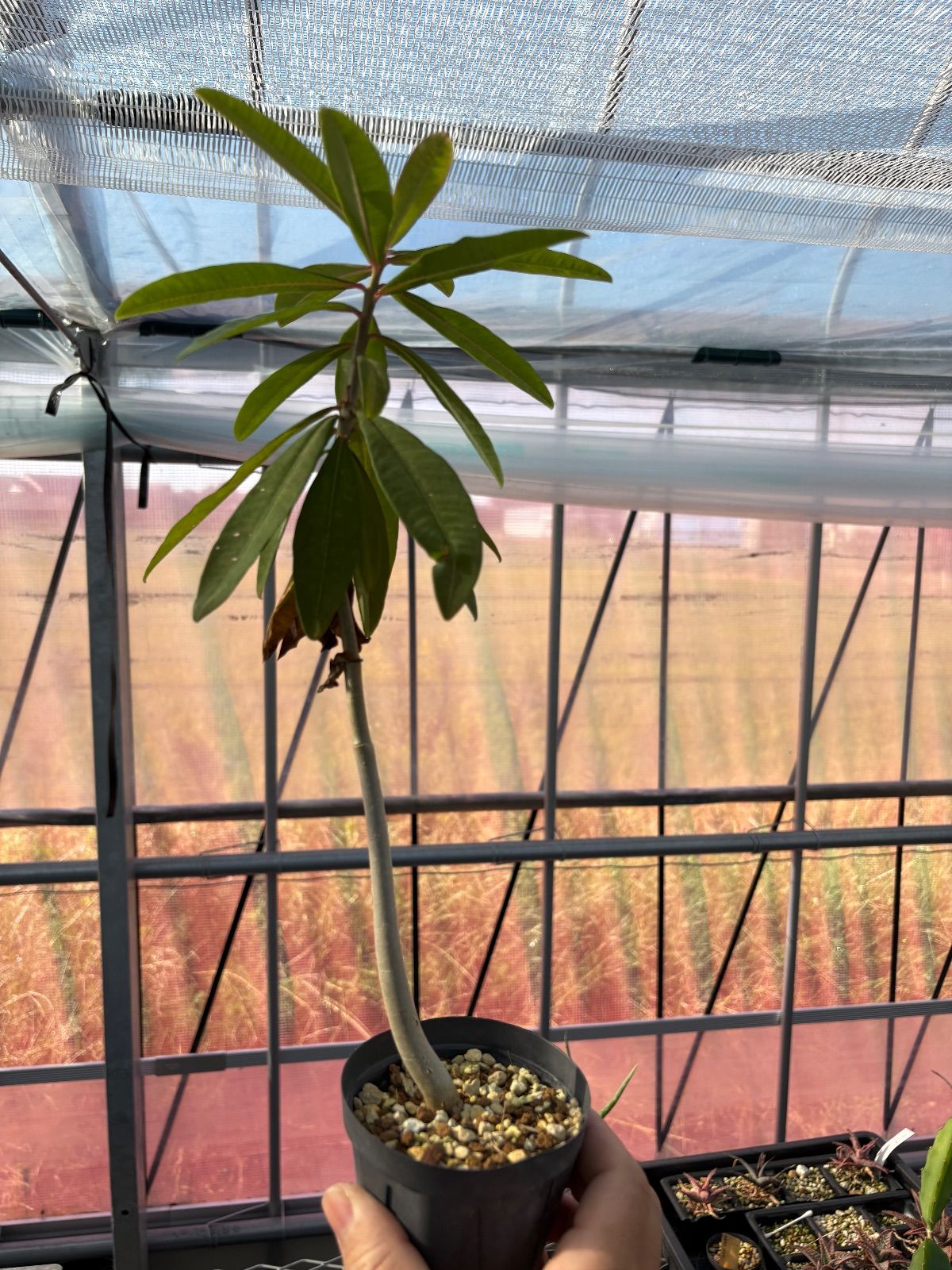 公式 ストアハンドメイド - Youtubeショート商品登場 ギムノカリキウム