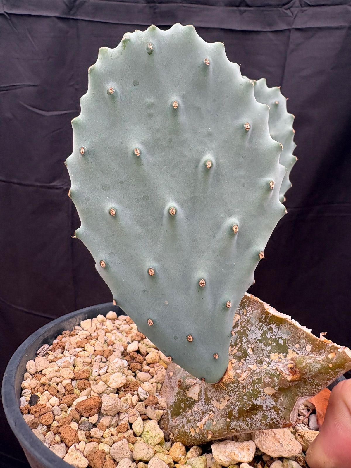 Opuntia gomei Old Mexico オプンチア ゴメイ メキシコ カット苗 サボテン 団扇サボテン 美株 カット売り 画像のパッドをカットしてお送りします