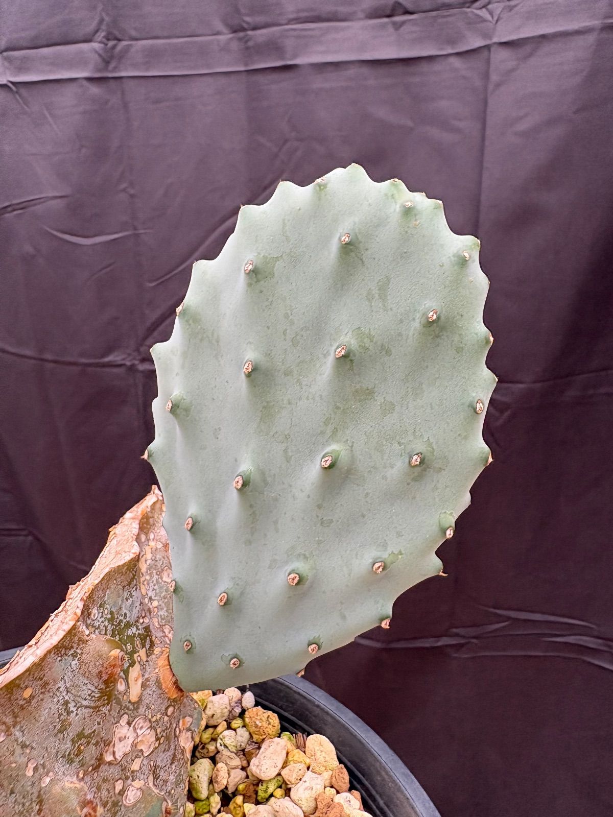 Opuntia gomei Old Mexico オプンチア ゴメイ メキシコ カット苗 サボテン 団扇サボテン 美株 カット売り 画像のパッドをカットしてお送りします WWW_GEBZETESISAT_COM_TR