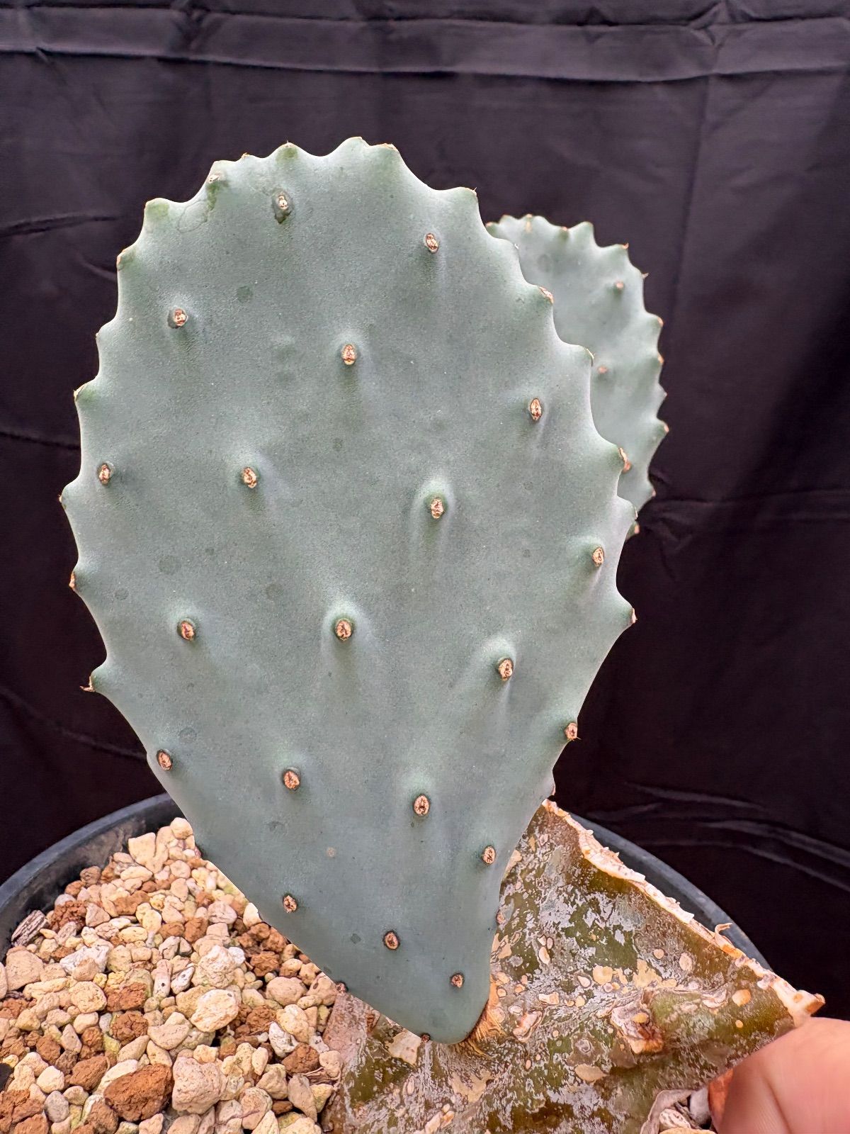 Opuntia gomei Old Mexico オプンチア ゴメイ オールドメキシコ カット苗 サボテン 団扇サボテン 美株 カット売り 画像のパッドをカットしてお送りします