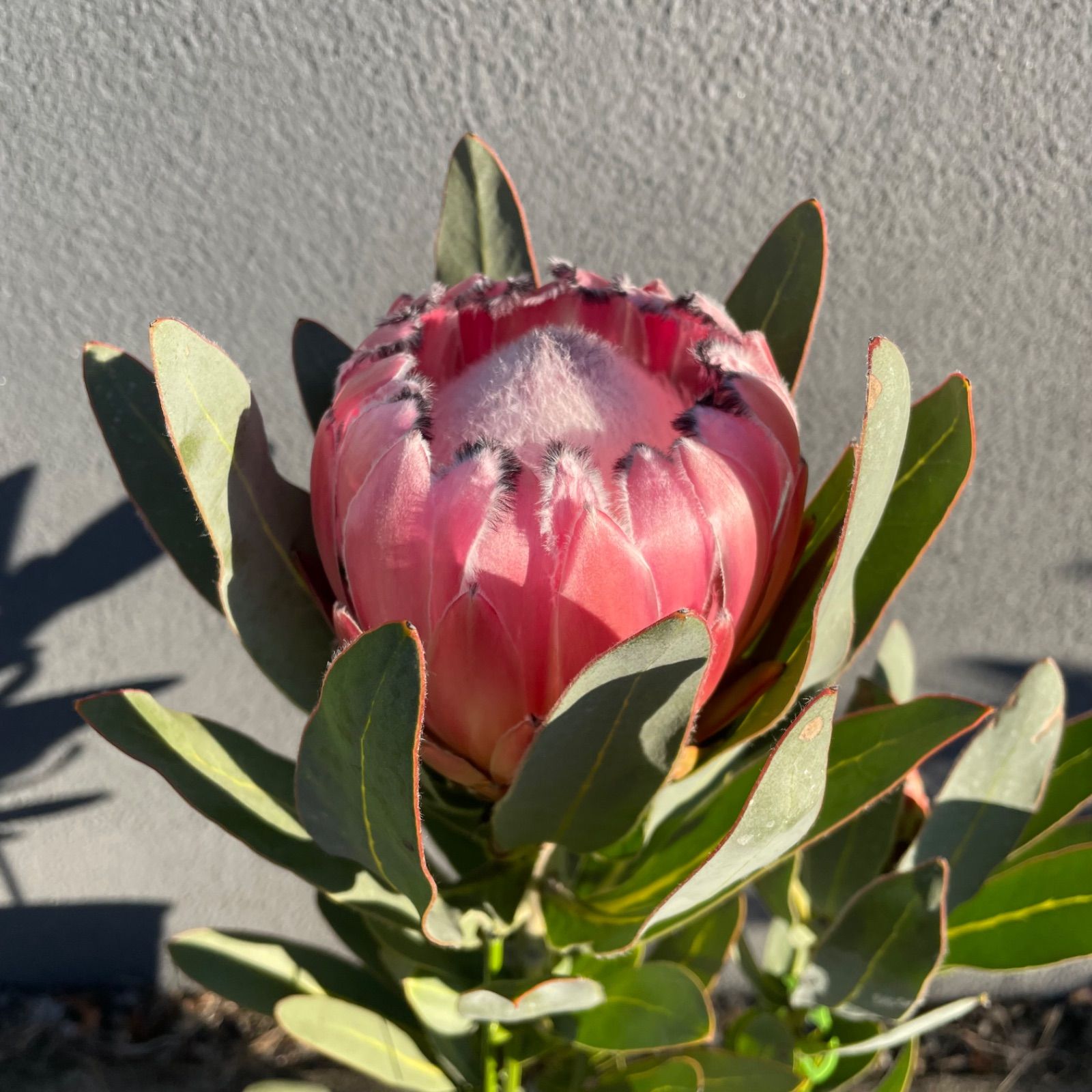 プロテア オーストラリスピンク 2Ｆ 7号 オージープランツ