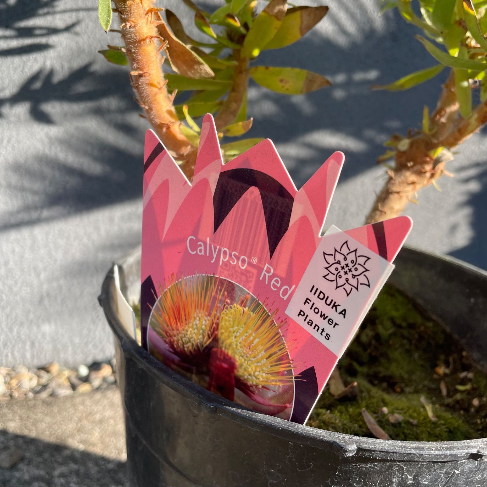 7号 オージープランツ