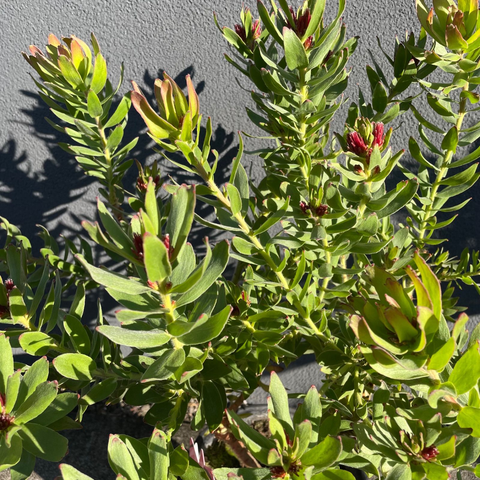 リューコスペルマム カリプソレッド