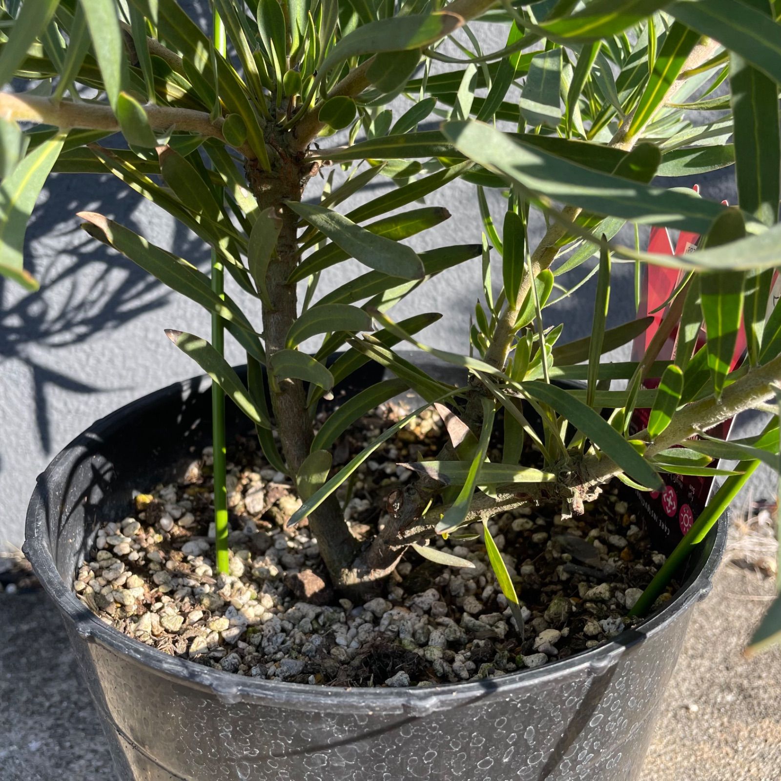  プロテア ピクシー 7号 1Ｆ オージープランツ 花 苗