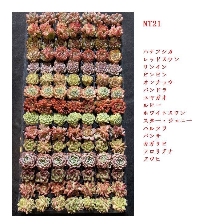 現品発送 新入荷 15種類セット NT21×105苗 土付き 詰め合わせ 多肉植物