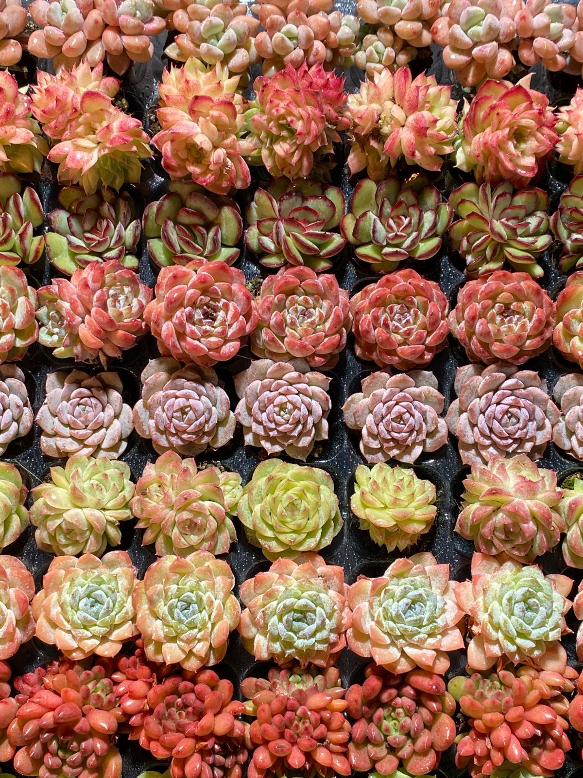 P*A様 15種類セット K1484×105苗 土付き 詰め合わせ 多肉植物 エ P*A様 15種類セット K1484×105苗 土付き 詰め合わせ 多肉植物 エ