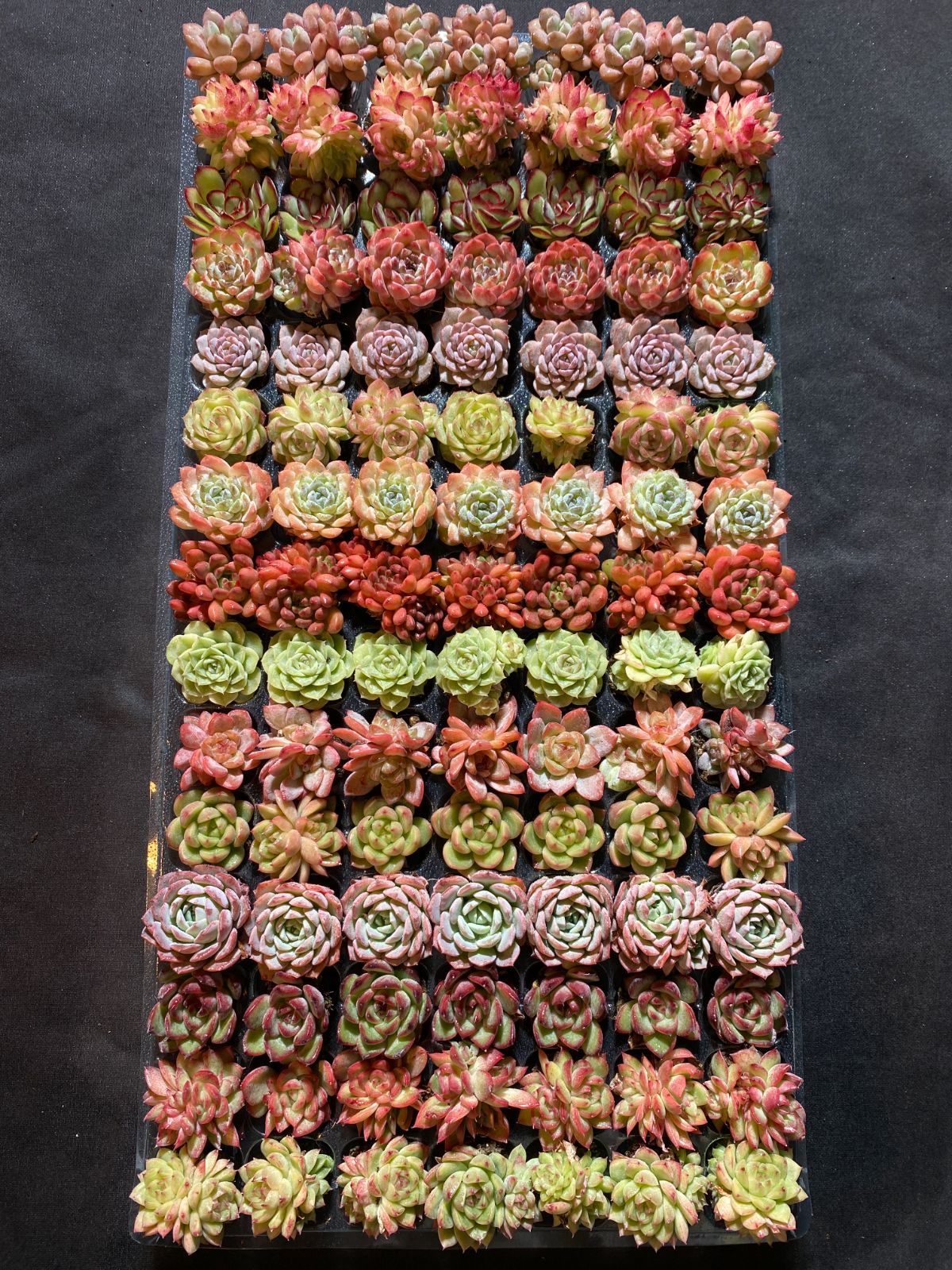 P*A様 15種類セット K1484×105苗 土付き 詰め合わせ 多肉植物 エ P*A様 15種類セット K1484×105苗 土付き 詰め合わせ 多肉植物