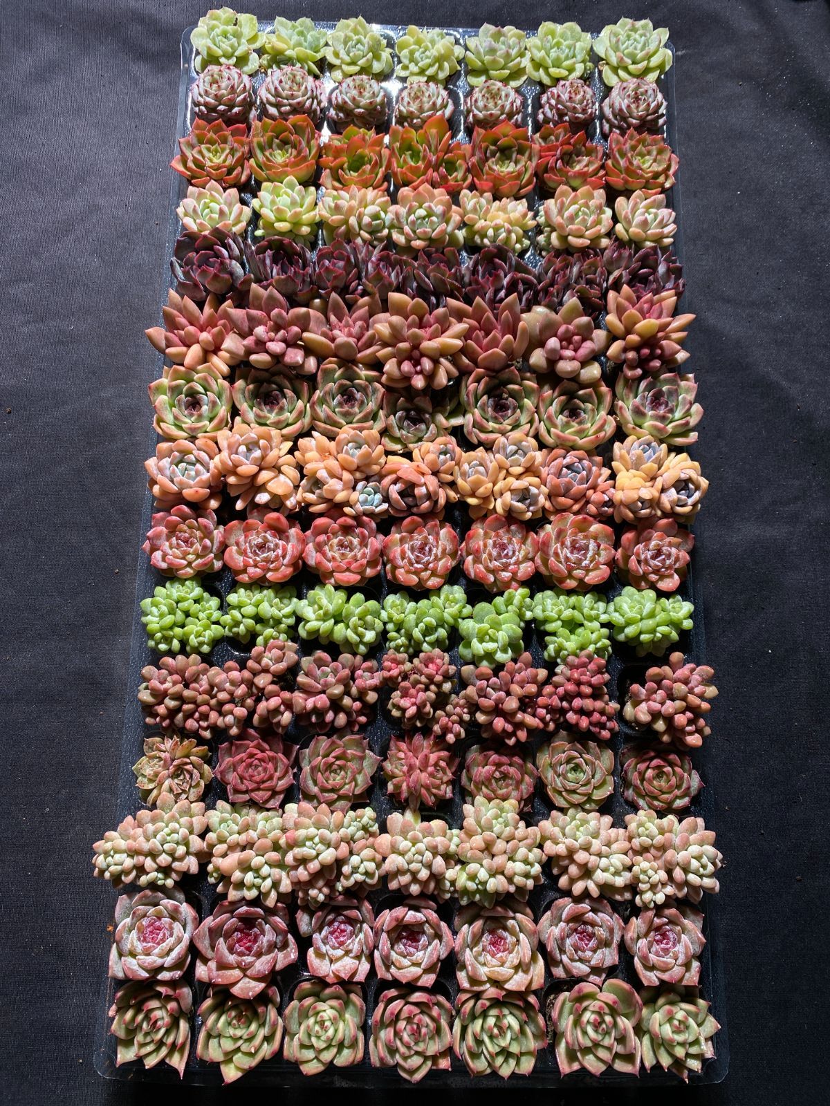 新入荷 15種類セット NT23×105苗 土付き 詰め合わせ 多肉植物